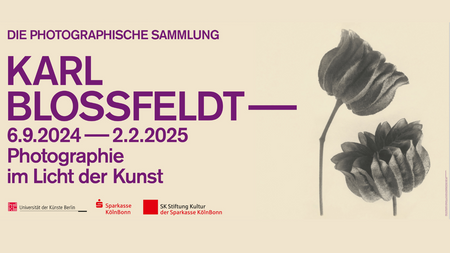 Karl Blossfeldt - Photographie im Licht der Kunst