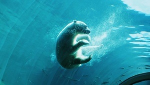 Tiere in Bewegung Zeichenkurs am Wochenende im Zoo am Meer