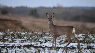 Tiere im Winter