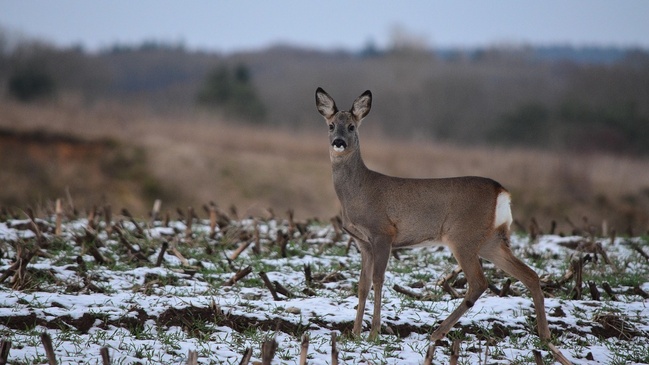 Tiere im Winter