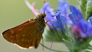 Insekten im Waldgarten