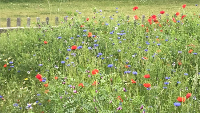 Die Botschaft der Pflanzen – Kräuterwanderung im Kienbergpark