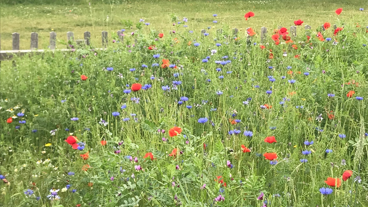 Die Botschaft der Pflanzen – Kräuterwanderung im Kienbergpark