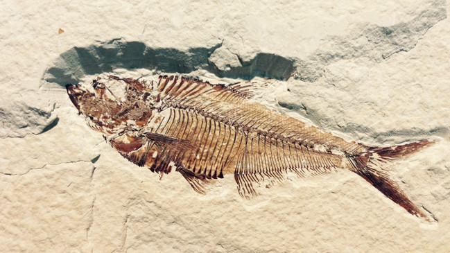Forscherkids "Auf Fossiliensuche"