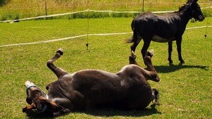 Ferienspaß bei den Erlebnis-Tieren (5 Tage)