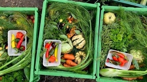 Urban Gardening – Praktische Tipps für ein grünes Zuhause