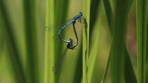 Insekten am und im Gewässer