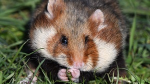 Habichte und Hamster – Wilde Tiere in der Stadt