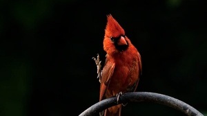Ich glaub ich hab nen Vogel!