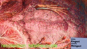 recollection: Tafelfreu(n)de - neu gedacht