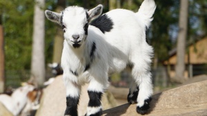 Führung zu den jungen Wilden im Wildpark Schwarze Berge