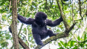 Filmfest Bremen : ESCAPE FROM EXTINCTION: REWILDING (BAB-Nachhaltigkeitspreis)