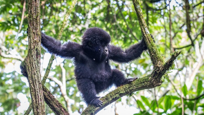 Filmfest Bremen : ESCAPE FROM EXTINCTION: REWILDING (BAB-Nachhaltigkeitspreis)