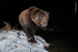 Wildlife Photographer of the Year