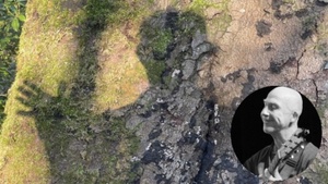 Simon Weiland: Im Wald - Acoustic Blues