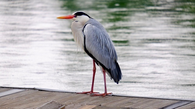 Stadtwildnis entdecken im Frühling