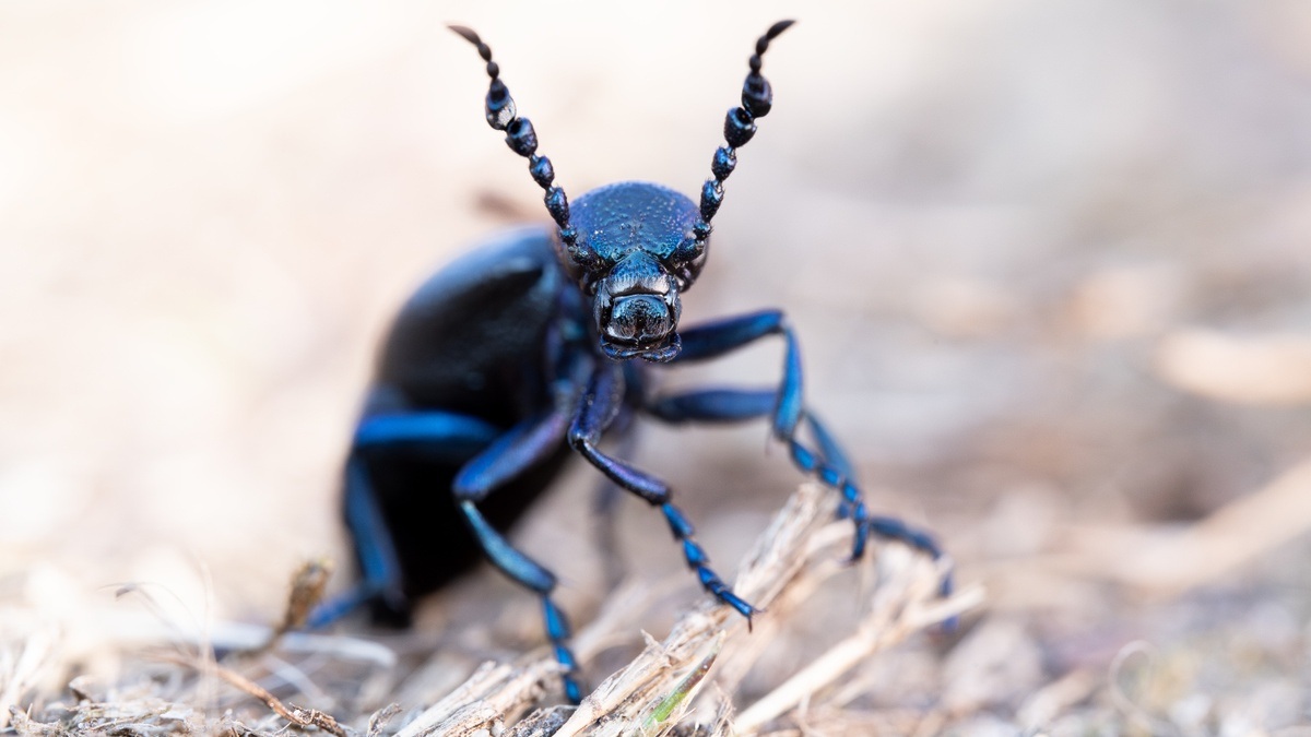 True Crime in Nature - Diebstahl, Mord und Trickbetrug