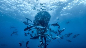 Ozean mit David Attenborough