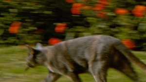 Adriana Ramić: Confusion model into a butterfly