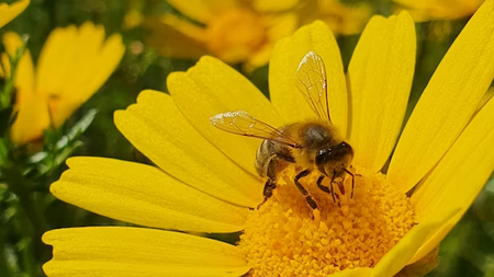Honiggelb - Die Biene in Natur und Kulturgeschichte