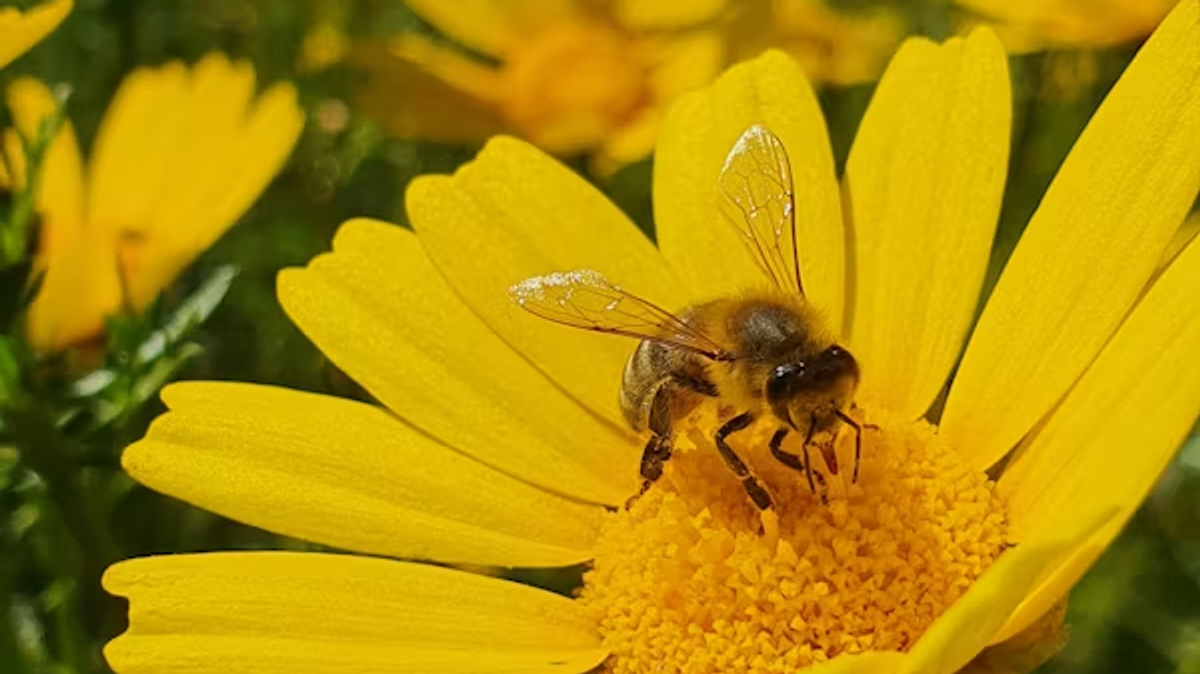 Honiggelb - Die Biene in Natur und Kulturgeschichte
