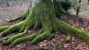 Rooted in the Wild - Ankommen bei dir