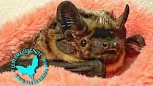 Kleine Tiere, großes Kino: Das geheime Leben der Fledermäuse