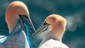 VORTRAG | Mikroplastik im Rhein