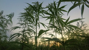 INLOVE MARY HEMPEXPO