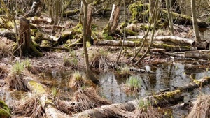 Familientour: Eppendorfer Moor - Wer wohnt denn hier?