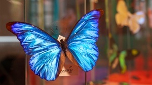 Taschenlampenführung: Insekten. Schillernd schön und tierisch wichtig