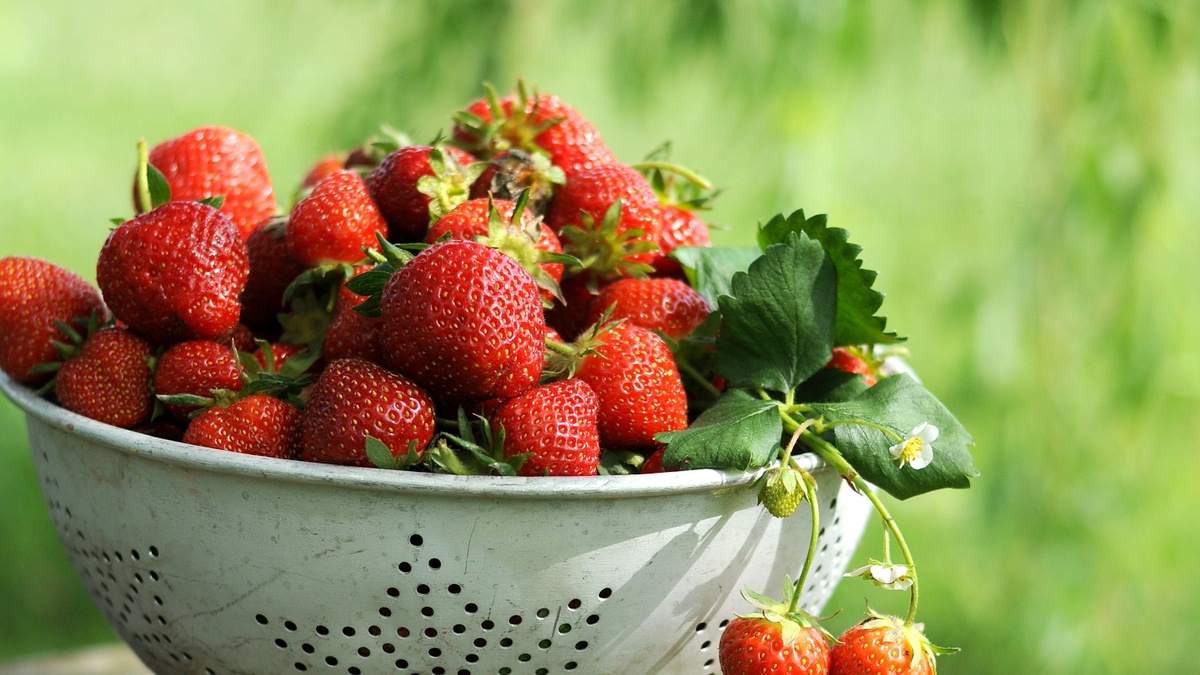 Erdbeeren Holzner