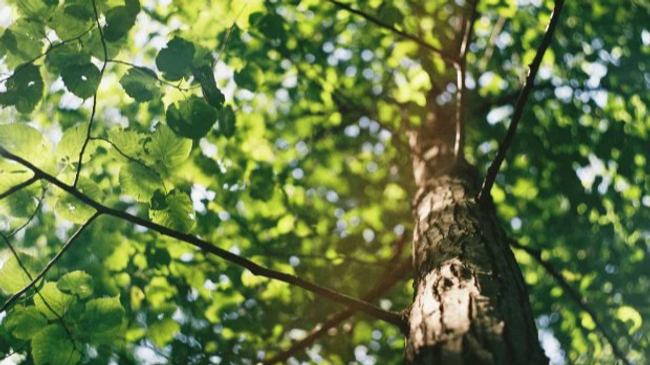 Workshop: Bäume bestimmen für Anfänger*Innen