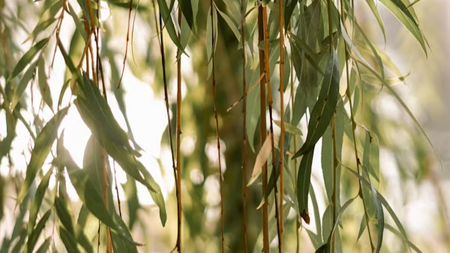Biosphären-Woche: Gartendekoration selbst gemacht