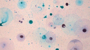 Familientag: Familienführung „Mikroskopisch genau: Wie siehst du unter dem Mikroskop aus?“ (ab 4 Jahre)