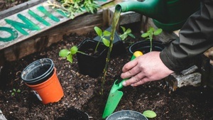 Unsere Städte grüner machen!
