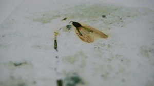 Kreatives Papierschöpfen: Frühlings-Spezial