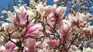 Frühlingserwachen: Waldbaden in der Gruppe 🌸