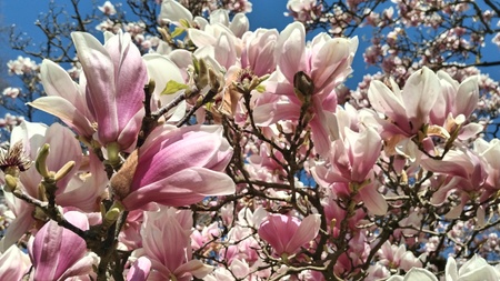 Frühlingserwachen: Waldbaden in der Gruppe 🌸