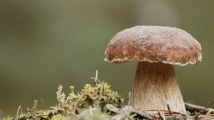 Pilzführung Hamburg