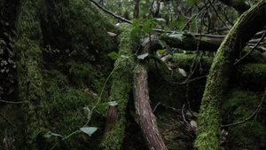 turtle Kollektiv. "Back to the roots"