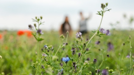 Weites Feld - Weites Denken - Ein philosophischer Spaziergang auf dem Tempelhofer Feld