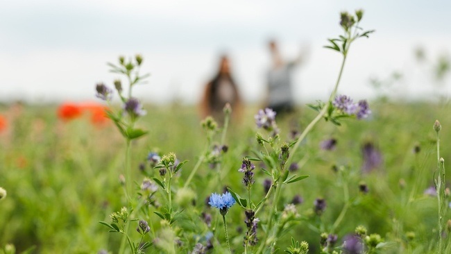 Weites Feld - Weites Denken - Ein philosophischer Spaziergang auf dem Tempelhofer Feld