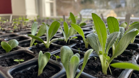 Vortragsreihe Gartenpraxis