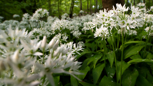 Frühlingserwachen – Basteln mit Naturmaterialien