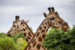 Ferien im Zoo - Herbstferien