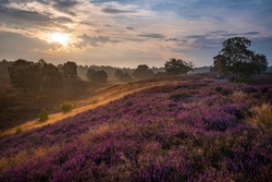 Wahner Heide