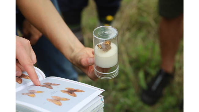 Schmetterlinge & Landwirtschaft: Führung bei der SoLaWi KoLa