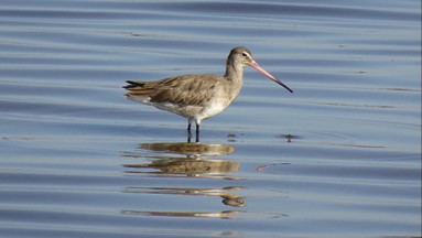 Vogel- und Naturbeobachtungen in der Norddeutschen Dümmerniederung