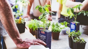 Kräutergärtnern – Grundlagen